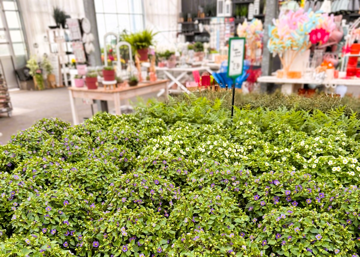 Monheimer Blumenmarkt